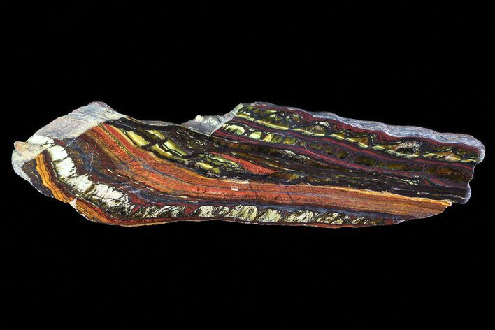Polished Tiger Iron Stromatolite - ( Billion Years) #75853